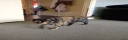 Mixed Breed cats for sale: 4 kittens ready to go - Advert 1