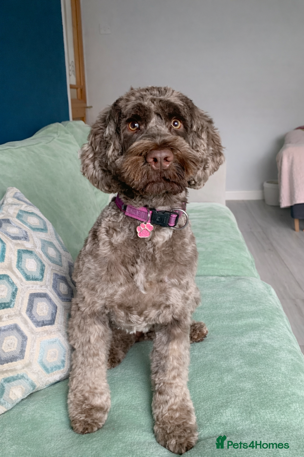 Mixed Breed dogs Experienced spaniel home adolescent sprockerpoo - Advert 1