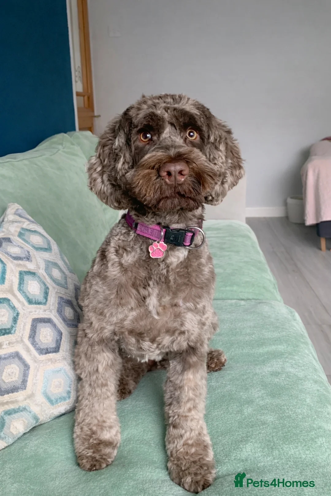 Mixed Breed dogs for sale: Experienced spaniel home adolescent sprockerpoo - Advert 1