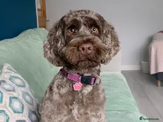 Mixed Breed dogs Experienced spaniel home adolescent sprockerpoo - Advert 1