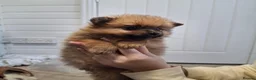 Pomeranian dogs for sale: Pomerainian pups for sale - Advert 8