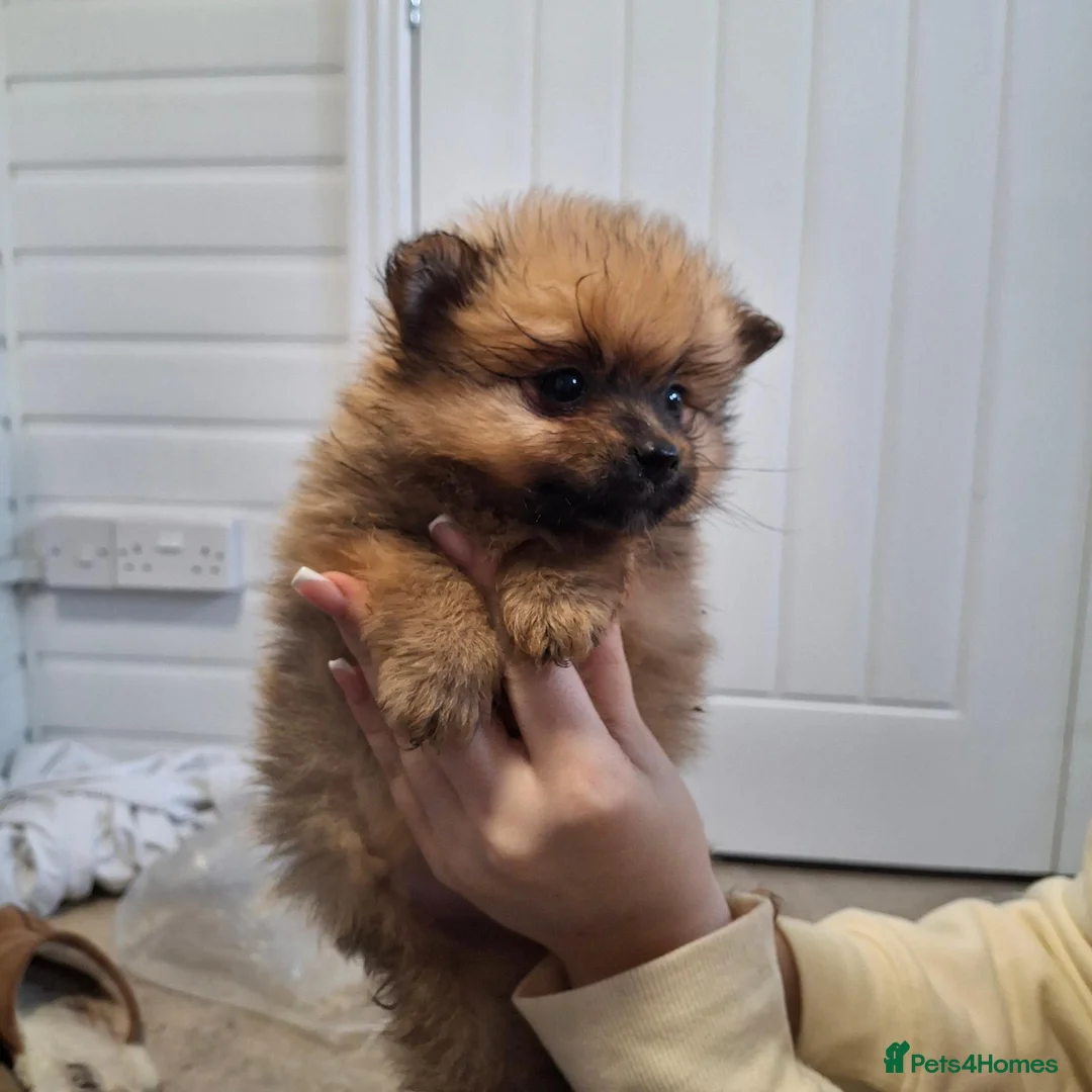 Pomeranian dogs for sale: Pomerainian pups for sale - Advert 8