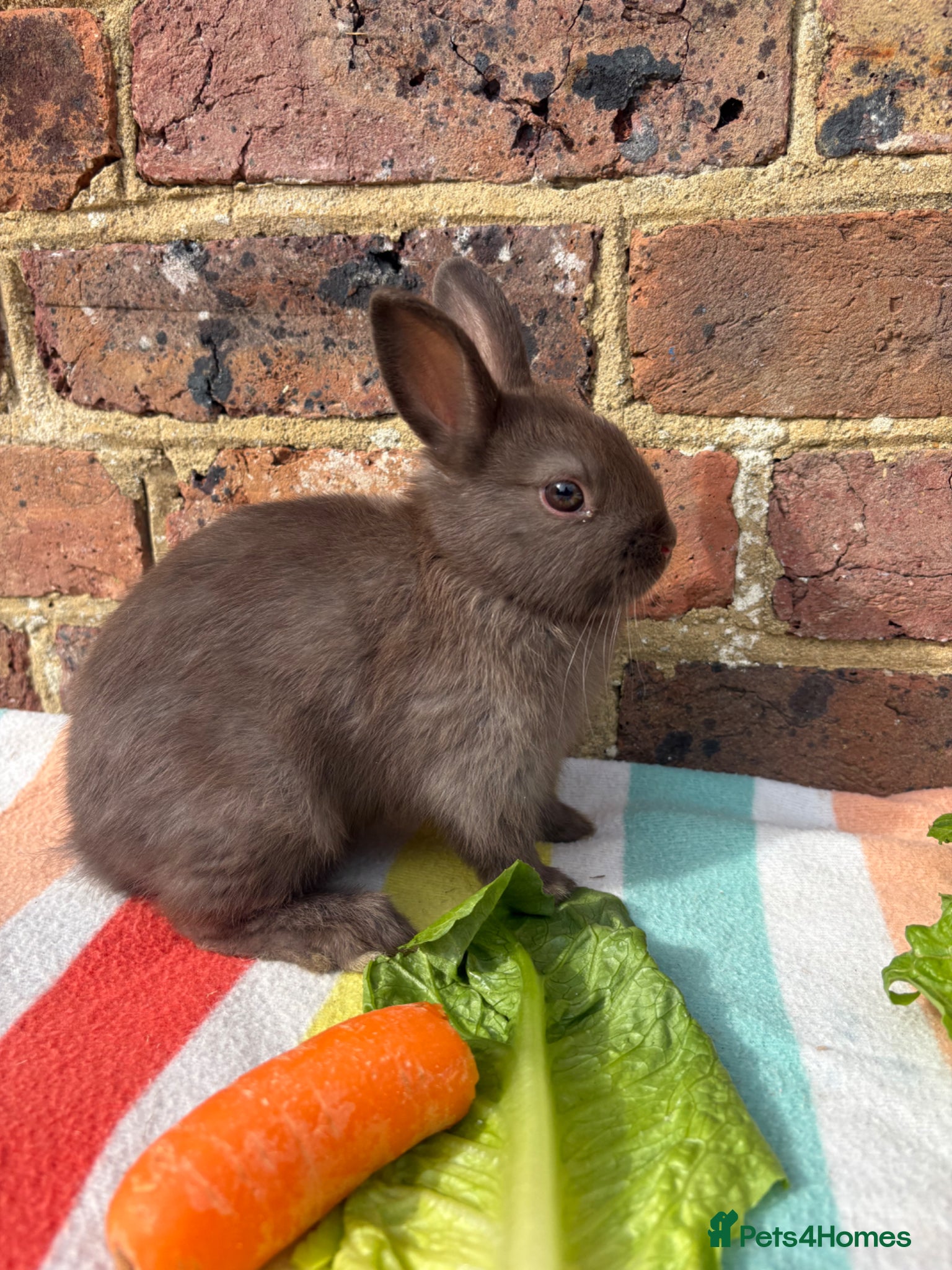 Netherland Dwarf rabbits Sweet chocolate & Blue Netherland Dwarf bunnies - Advert 4