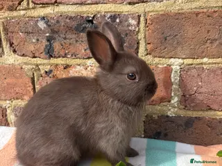 Netherland Dwarf rabbits Sweet chocolate & Blue Netherland Dwarf bunnies - Advert 4