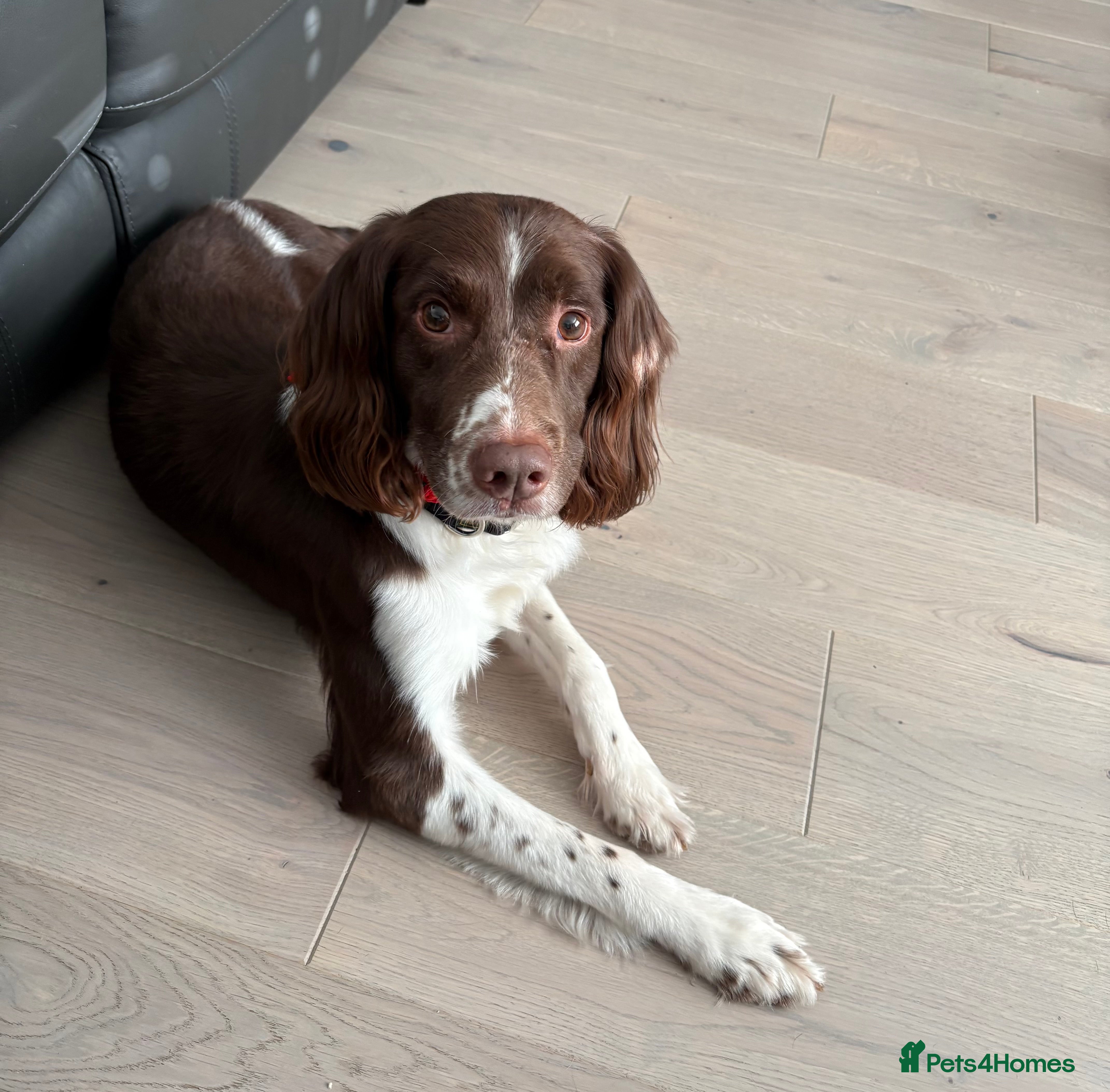 English Springer Spaniel dogs Liver & White Male ESS - Advert 1