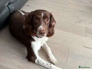 English Springer Spaniel dogs Liver & White Male ESS - Advert 1
