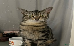 Domestic Shorthair cats for sale: Mum and two kittens 🩷 - Image 4