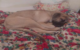 Anatolian Shepherd dogs for adoption: Dzana is 6 month Macedonian rescue pup  - Image 2