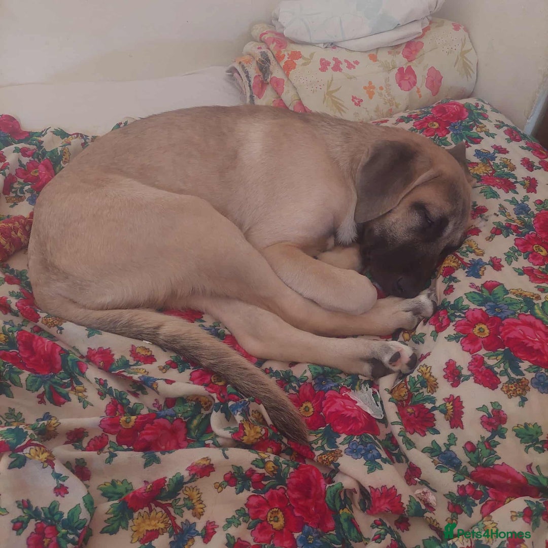 Anatolian Shepherd dogs for adoption: Dzana is 6 month Macedonian rescue pup  - Image 2