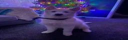 Siberian Husky dogs for sale: Yuki - Siberian husky  - Advert 3