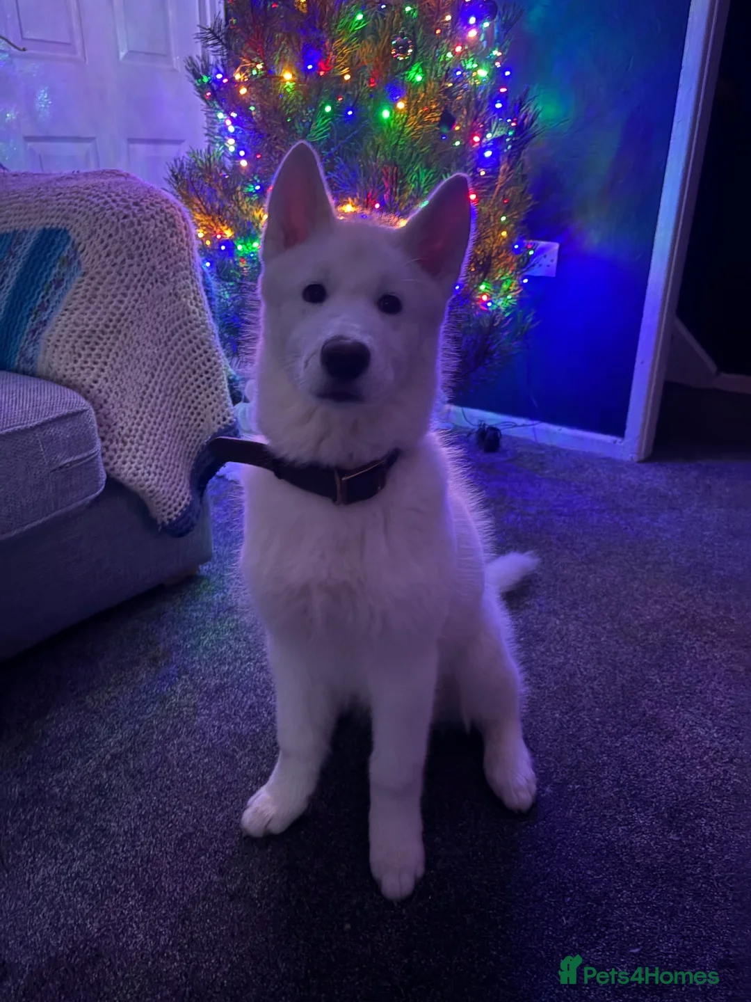 Siberian Husky dogs for sale: Yuki - Siberian husky  - Advert 3