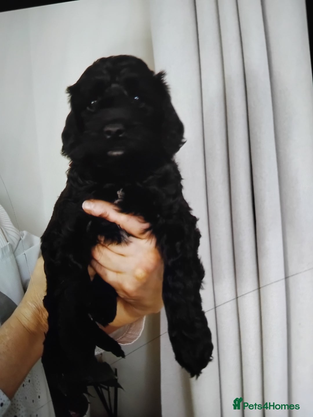 Cockapoo dogs for sale: Cockapoo puppies  - Advert 2