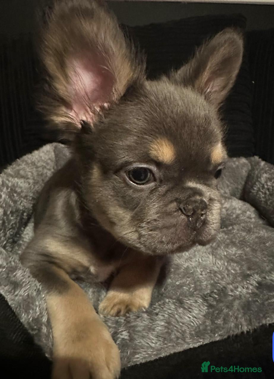 French Bulldog dogs KC Reg Lilac & Tan Fluffy French Bulldogs For Sale - Advert 6