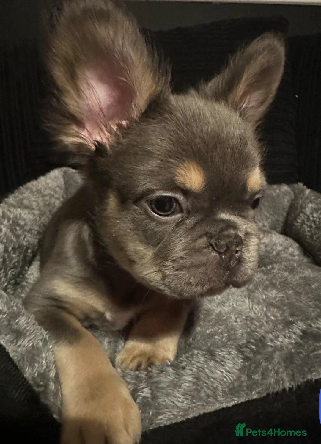 French Bulldog dogs for sale: KC Registered Fluffy French Bulldogs For Sale - Advert 3