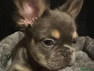 French Bulldog dogs KC Reg Lilac & Tan Fluffy French Bulldogs For Sale - Advert 20
