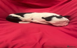 Border Collie dogs for sale: **🐾 Adorable Border Collie Puppies for Sale! 🐾** - Image 5