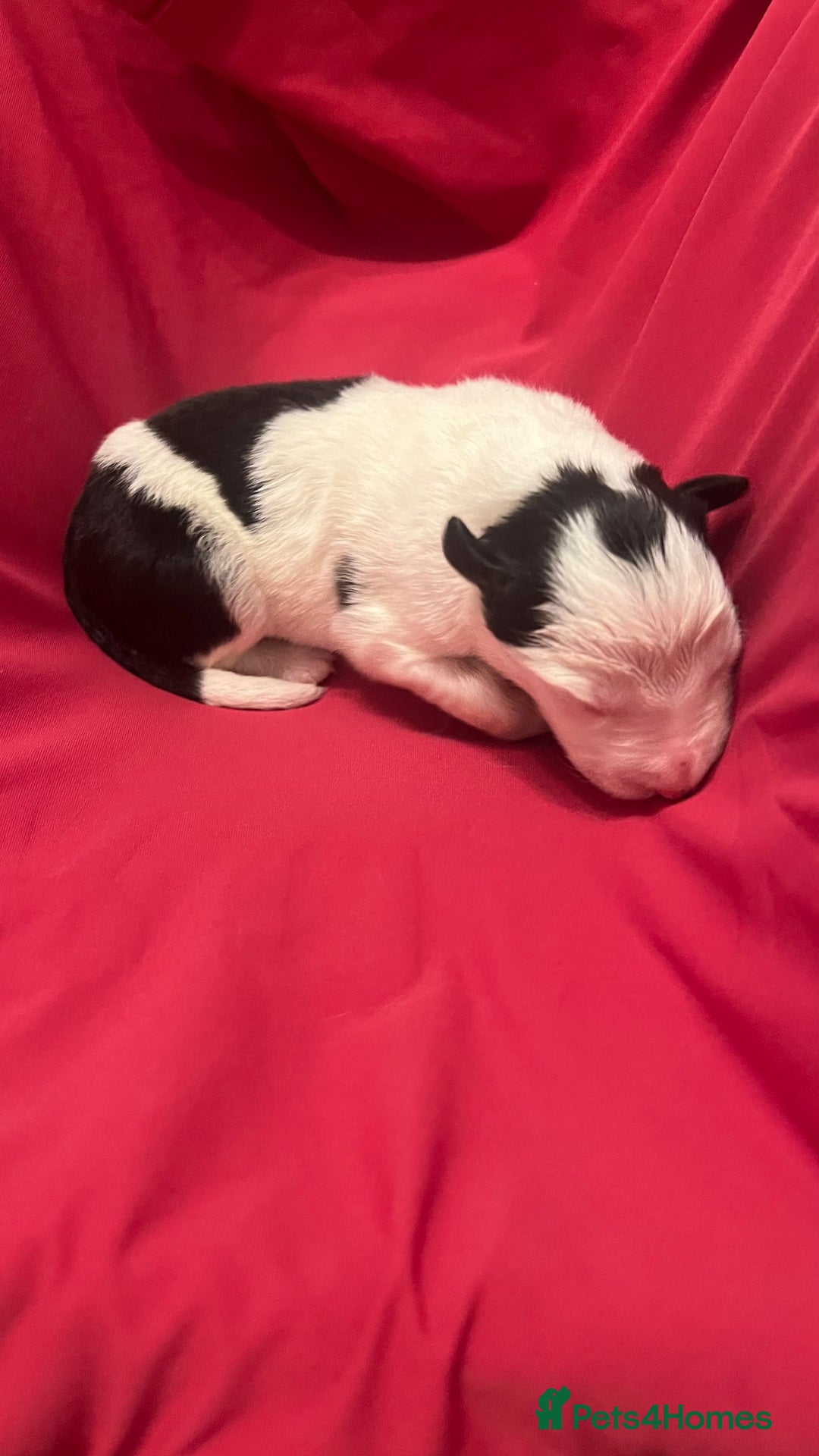 Border Collie dogs for sale: **🐾 Adorable Border Collie Puppies for Sale! 🐾** - Image 5
