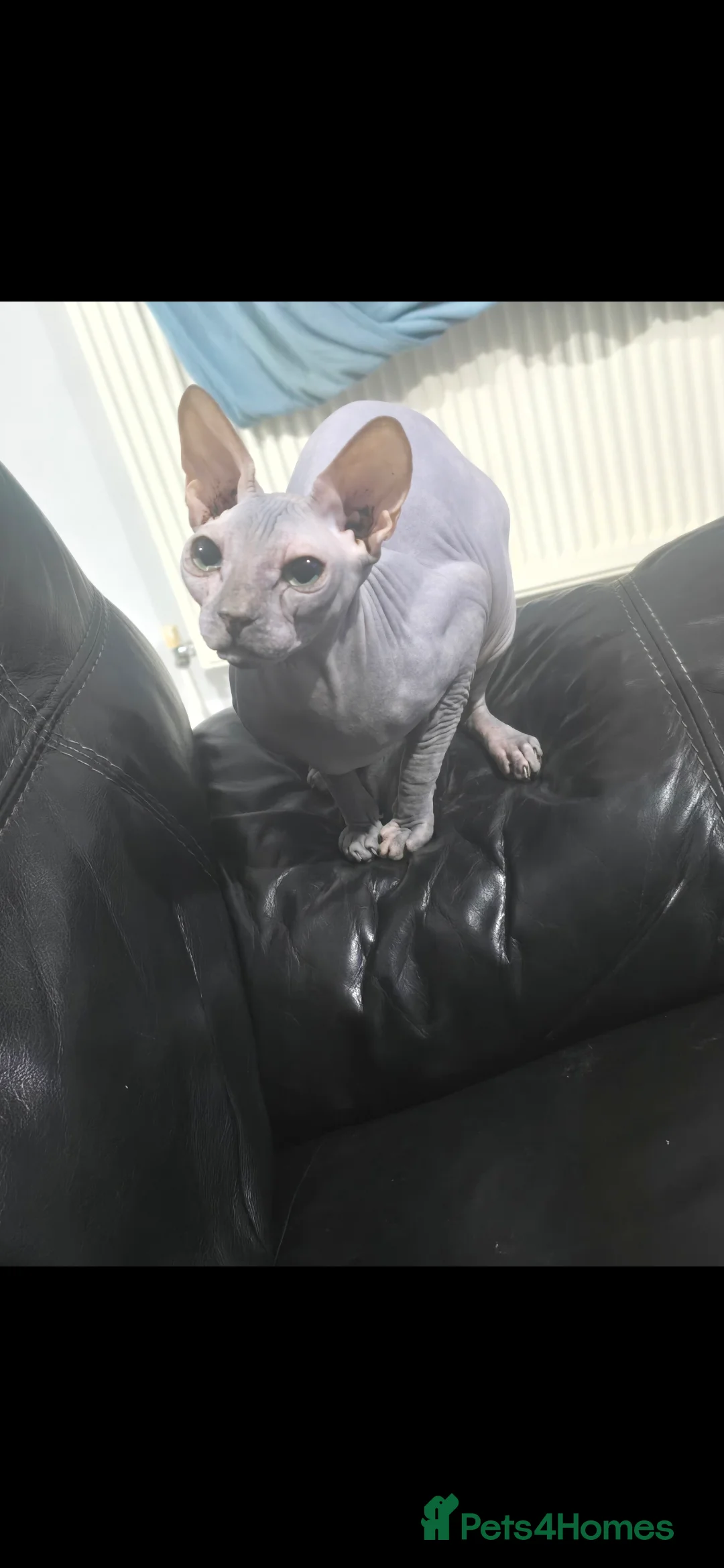 Sphynx cats for sale: Beautiful Sphynx 😍  - Advert 1