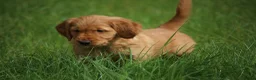 Golden Retriever dogs for sale: KC Registered Working Golden Retriever Puppies - Advert 4