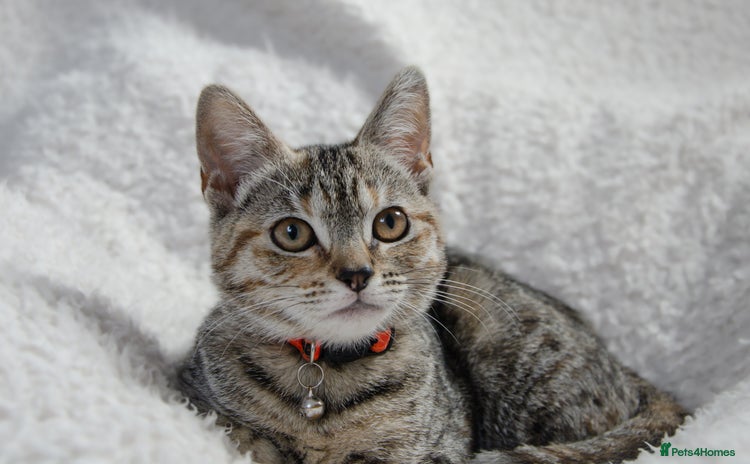 British Shorthair cats - Advert 2