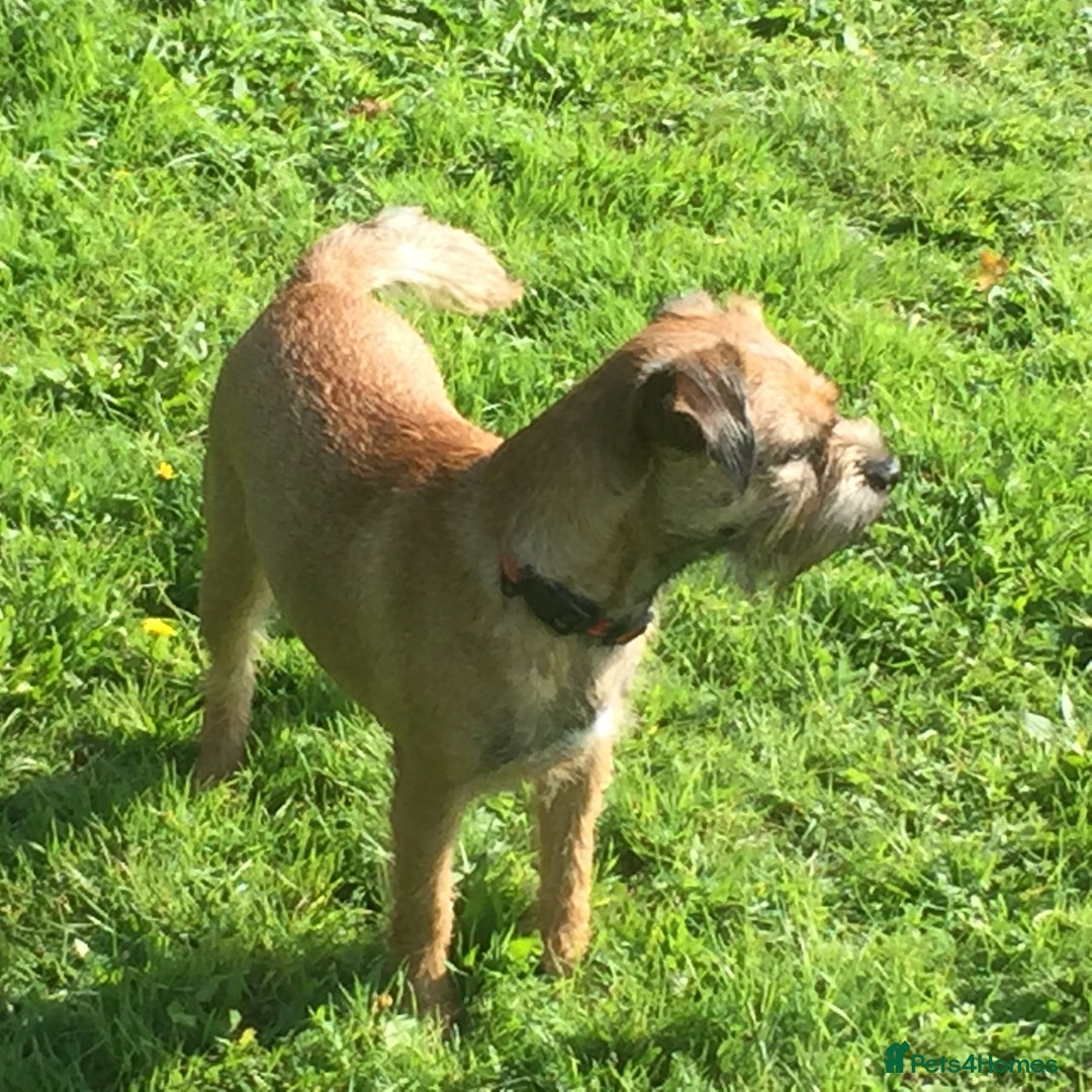 Border Terrier dogs for sale: Border Terrier bitch for sale - Image 2