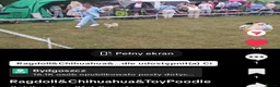 Chihuahua dogs for sale: Chihuahua Longhair Europe PL in Telford - Advert 2