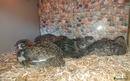 Quail poultry for sale: Mixed Japanese Courtnix Quails - Image 2