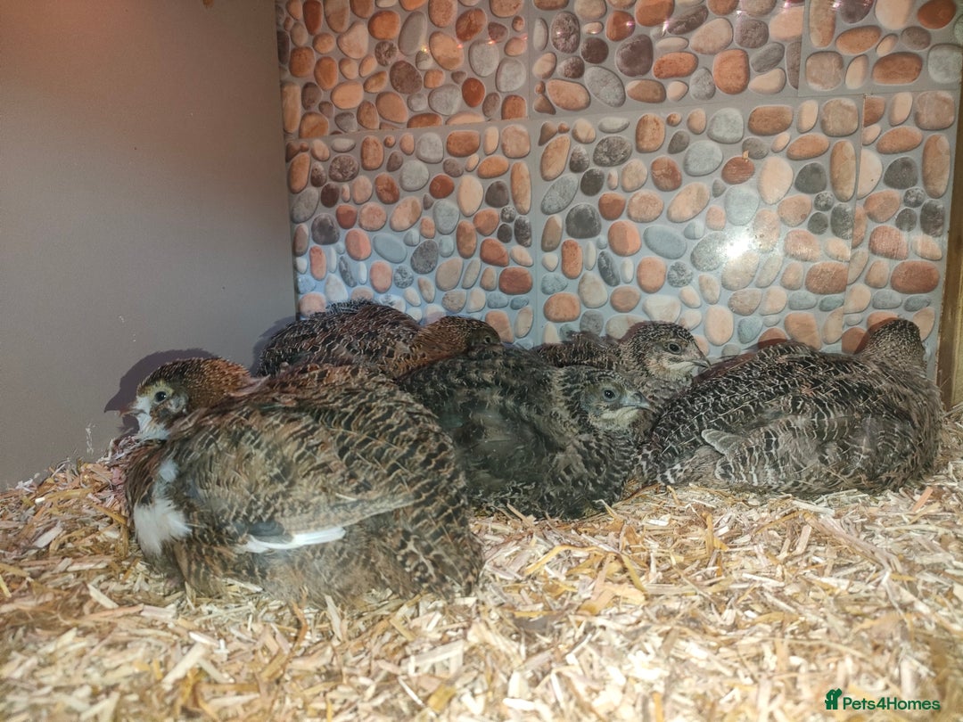 Quail poultry for sale: Mixed Japanese Courtnix Quails - Image 2