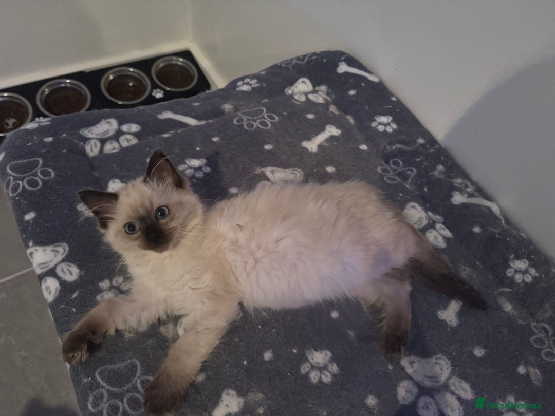 Ragdoll cats for sale: Stunning Seal Point Female Ragdoll  - Advert 6
