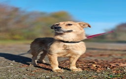 Mixed Breed dogs for adoption: ❤️🐶Meet Kira – a 2.5-year-old small girl❤️🐶 - Advert 3