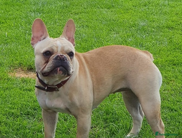 French Bulldog dogs - Advert 1