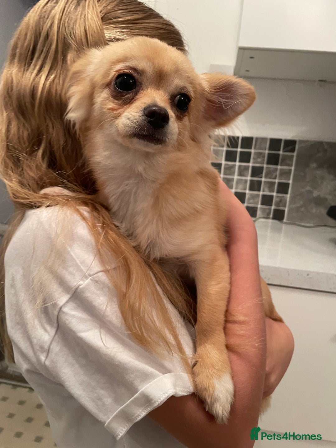 Chihuahua dogs for sale: Mini  **  chihuahua puppies  - Advert 2