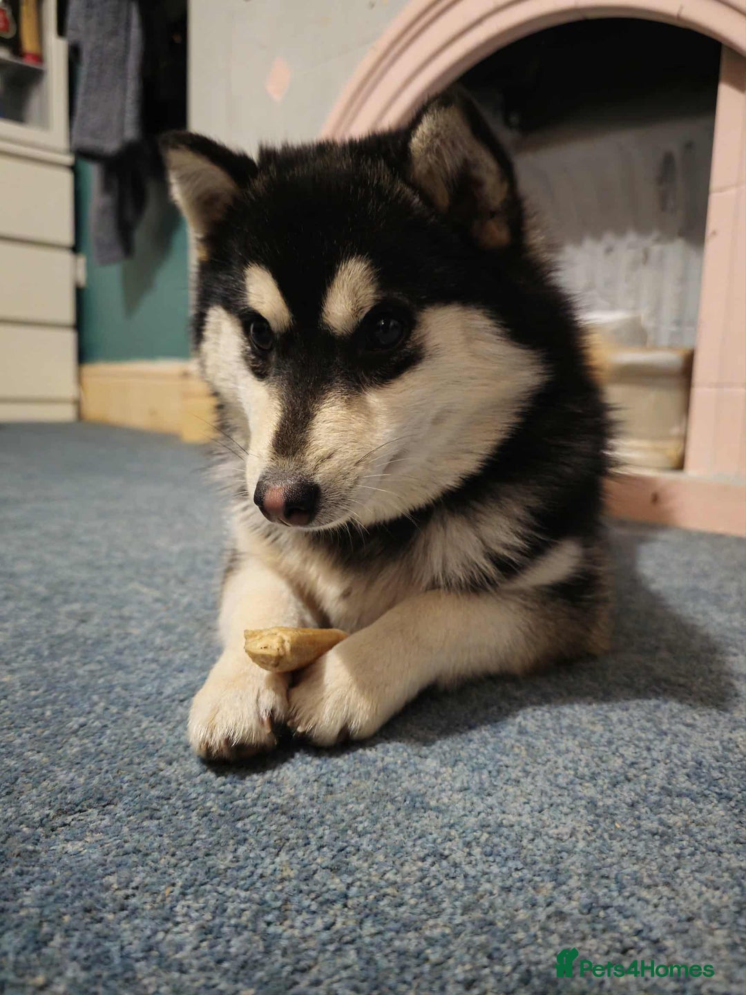 Pomsky dogs for sale: Very Tiny F4 Pomskys  - Image 4