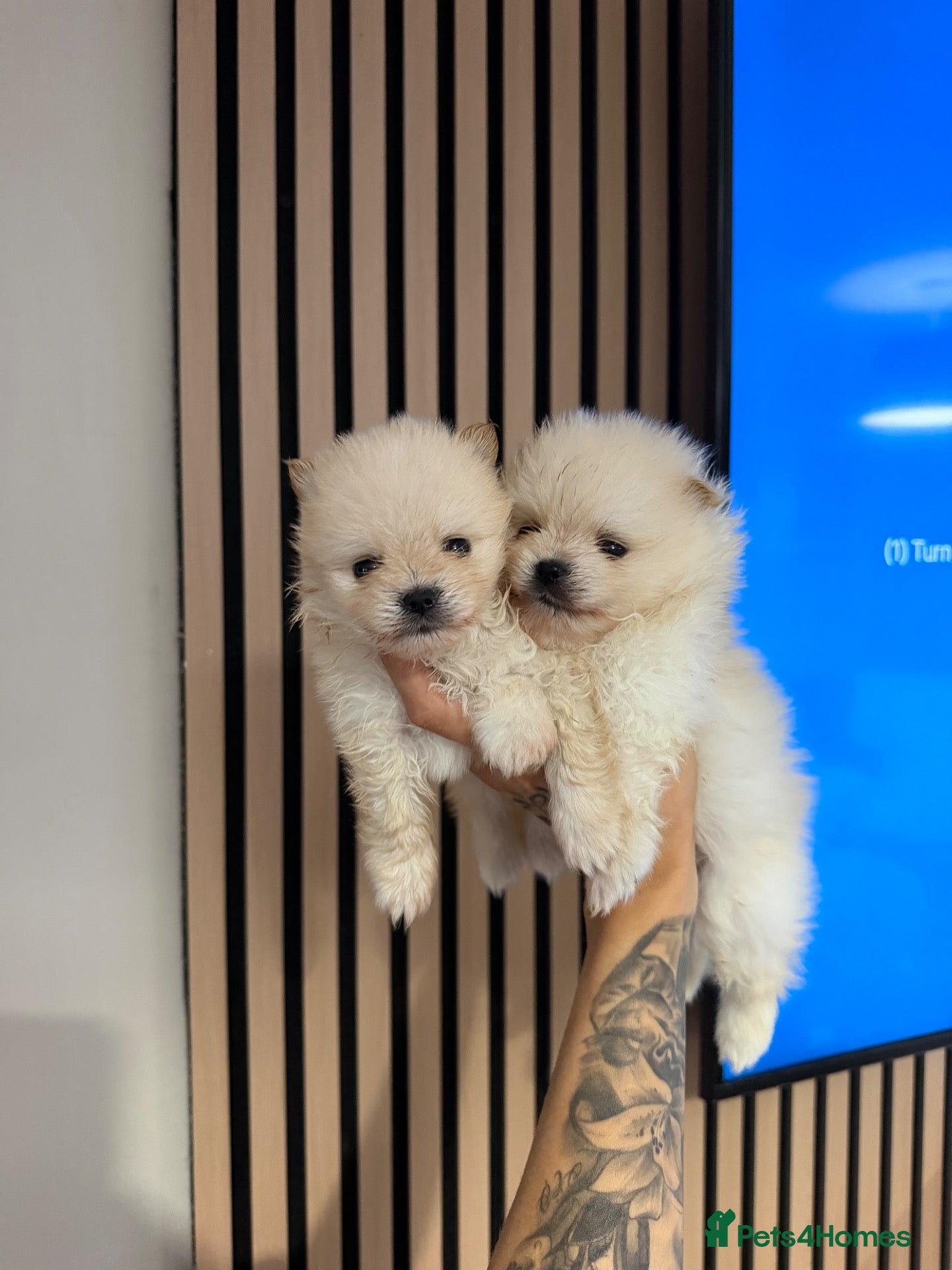Pomeranian dogs RARE DOLL TEDDY KOREAN PUPPIES 🎀🧸🇰🇵🇷🇺 - Advert 17