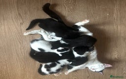 British Shorthair cats for sale: Adorable Black and White Kittens (mixed breed) - Image 9
