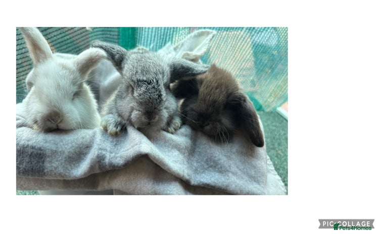 Mini Lion Lop rabbits Mini lion lops  - Advert 4