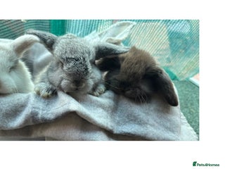 Mini Lion Lop rabbits Mini lion lops - Advert 4