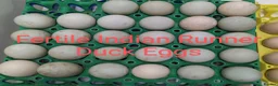 Ducks poultry for sale: Purebred Indian Runner Duck Fertile Hatching Eggs - Advert 3