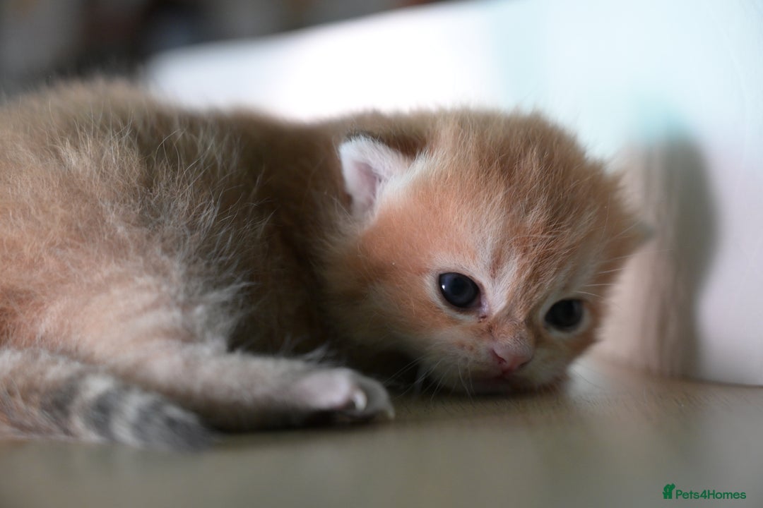 British Shorthair cats for sale: Golden Shaded Kittens WCF & TICA Registered - Image 10