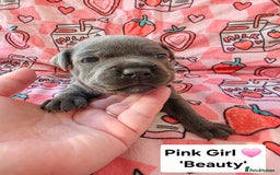 Staffordshire Bull Terrier dogs for sale: Gorgeous chunky blue KC Staffy Puppies for sale  - Image 9