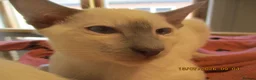 Siamese cats for sale: siamese kittens - Advert 4