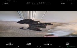 Shihpoo dogs for sale: Female shihpoo pups  - Advert 1