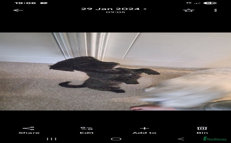 Shihpoo dogs Female shihpoo pups  - Advert 3