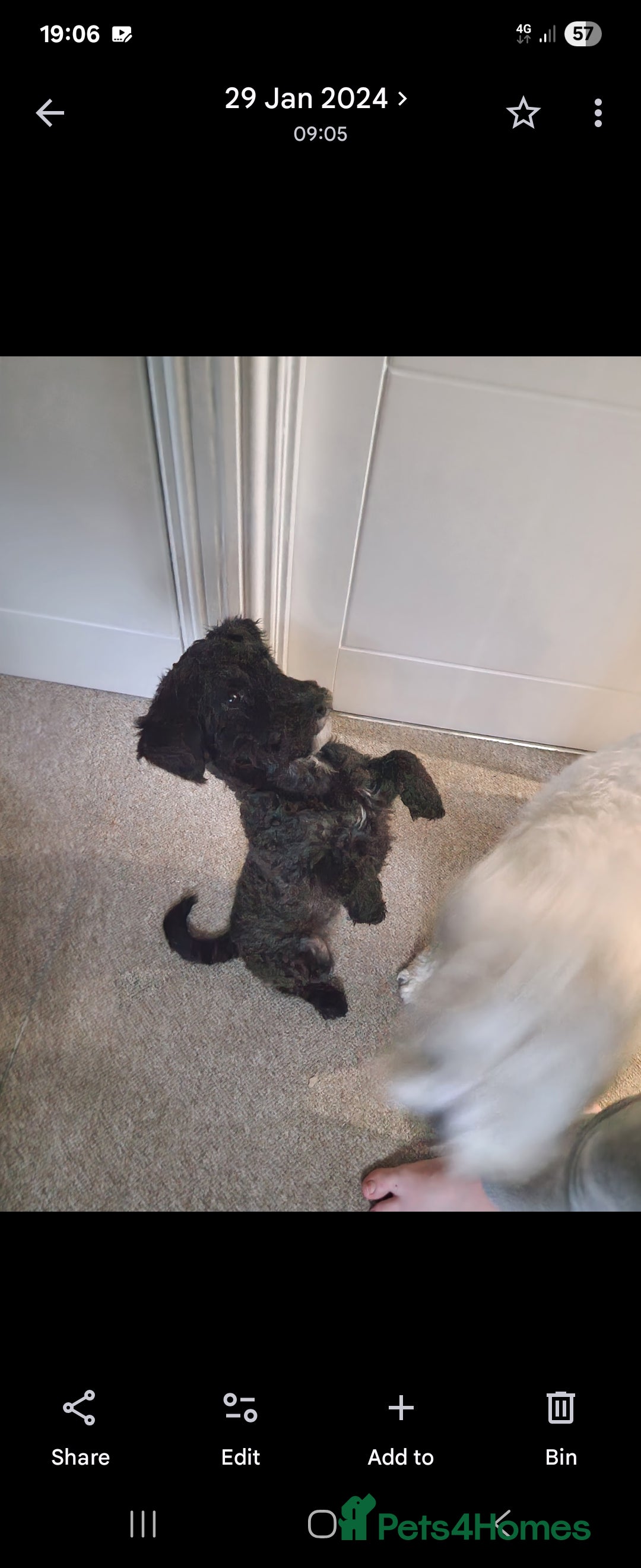 Shihpoo dogs for sale: Female shihpoo pups  - Advert 1