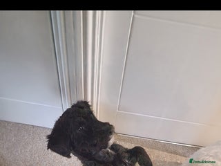 Shihpoo dogs Female shihpoo pups - Advert 5