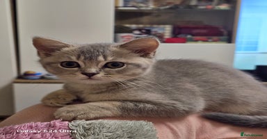 Scottish Fold cats - Advert 7