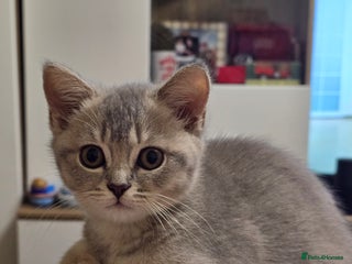 Scottish Fold cats Scottish Fold girls - Advert 6