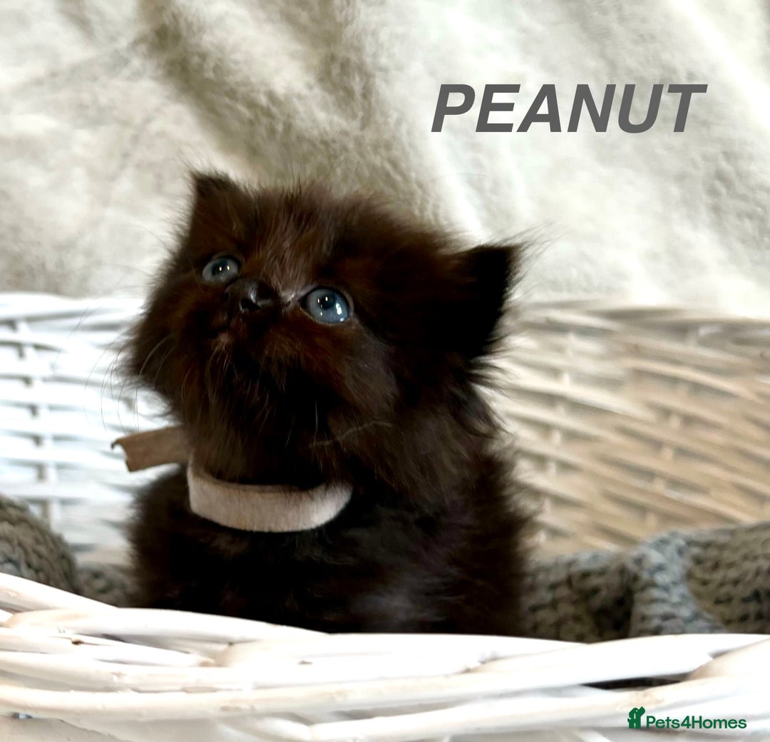 Persian cats for sale: Absolutely Stunning litter of Persian/Ragdolls - Image 19