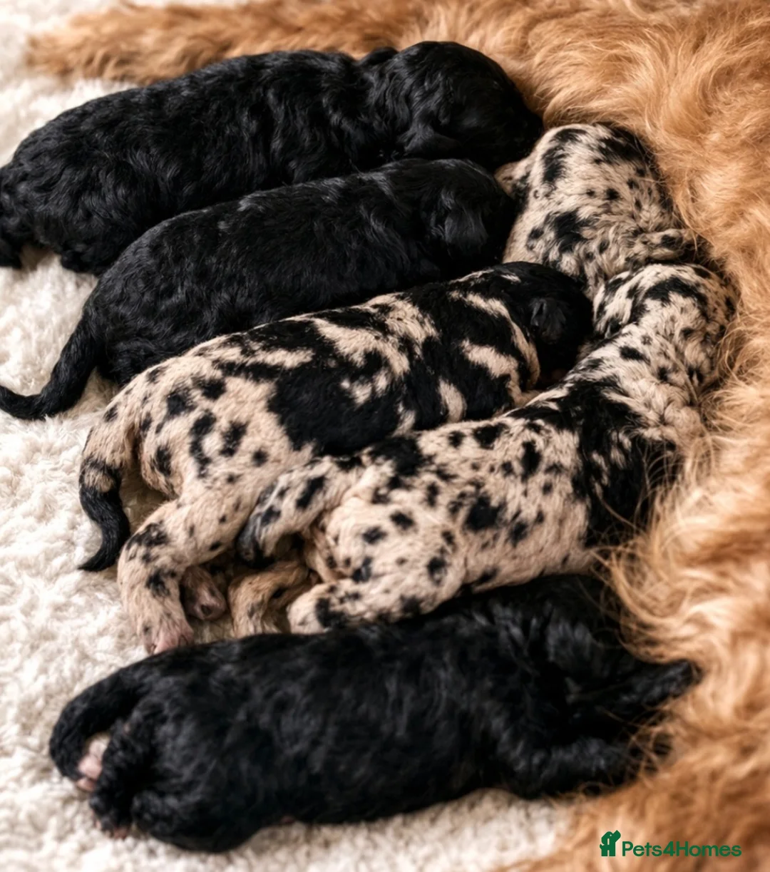 Goldendoodle dogs for sale: Beautiful miniature F1 Goldendoodle in Hebden Bridge - Advert 1