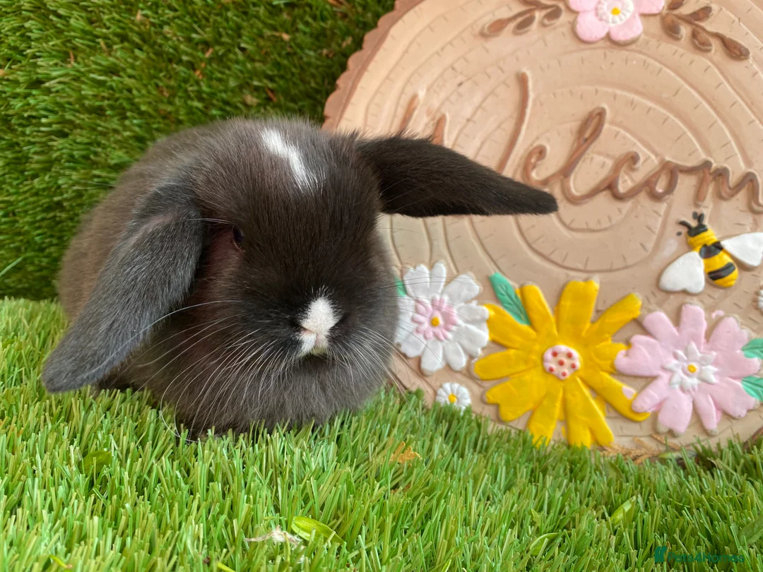 Mini Lop rabbits for sale: Mini lop  - Advert 2